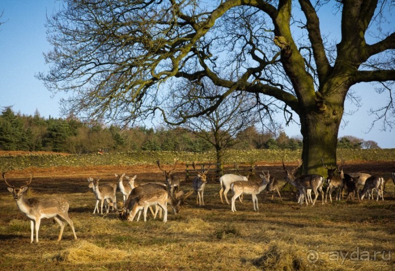 BRADGATE PARK В ЯНВАРЕ