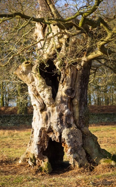 BRADGATE PARK В ЯНВАРЕ