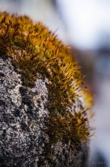 Альбом отзыва "RUGBY В НАЧАЛЕ МАРТА, ШКОЛА РАГБИ, ГДЕ РОДИЛАСЬ ЭТА ИГРА В 1823 ГОДУ"