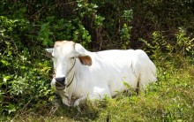 КОРОВЫ В КАМБОДЖЕ И МОТОЦИКЛИСТЫ В САЙГОНЕ