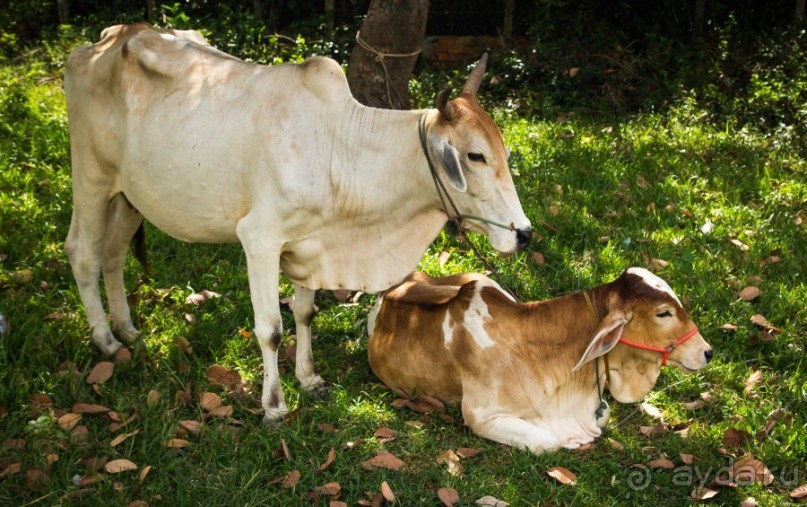 КОРОВЫ В КАМБОДЖЕ И МОТОЦИКЛИСТЫ В САЙГОНЕ