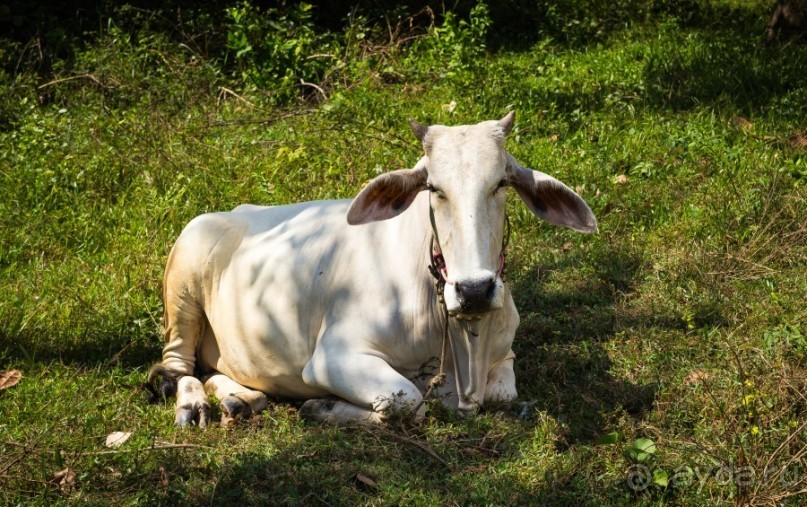КОРОВЫ В КАМБОДЖЕ И МОТОЦИКЛИСТЫ В САЙГОНЕ