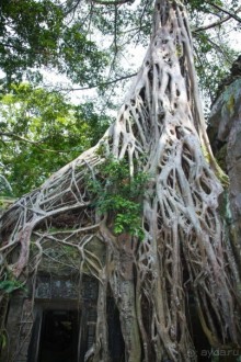 АНГКОР ВАТ- ТРИ ДНЯ В КАМБОДЖЕ - 3