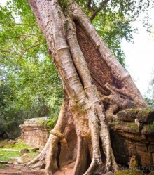 АНГКОР ВАТ- ТРИ ДНЯ В КАМБОДЖЕ - 3