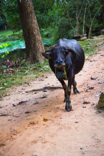 АНГКОР ВАТ- ТРИ ДНЯ В КАМБОДЖЕ - 3