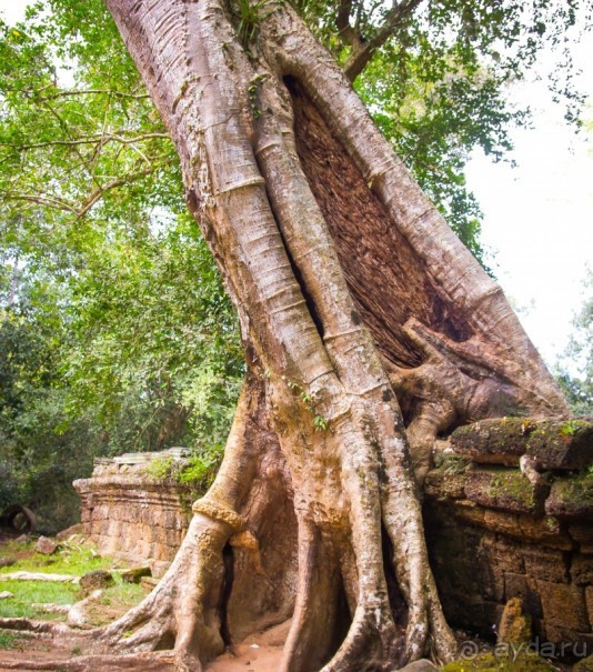 АНГКОР ВАТ- ТРИ ДНЯ В КАМБОДЖЕ - 3