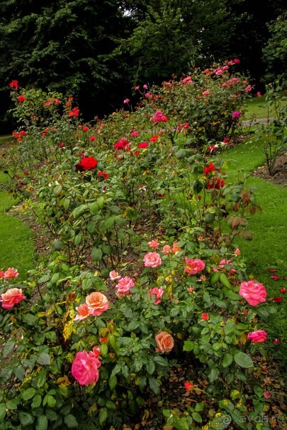 ШЕФФИЛД (SHEFFILED)