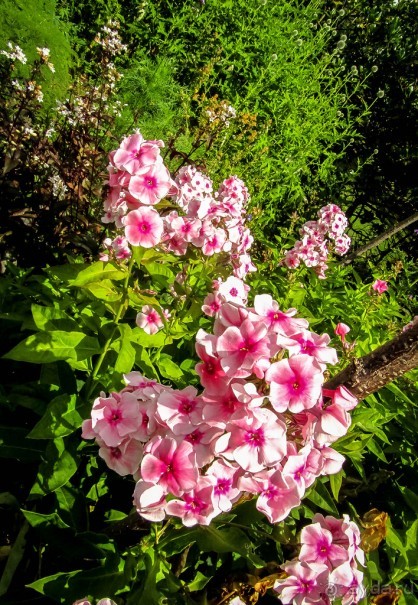 ШЕФФИЛД (SHEFFILED)