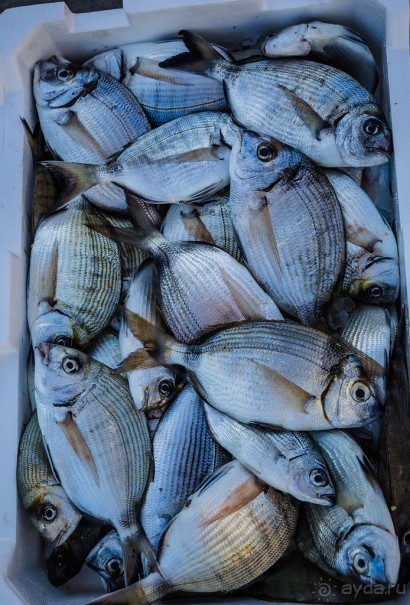 РЫБНЫЙ РЫНОК В ГАЛИПОЛИ