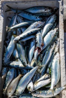 РЫБНЫЙ РЫНОК В ГАЛИПОЛИ