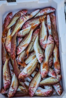 РЫБНЫЙ РЫНОК В ГАЛИПОЛИ