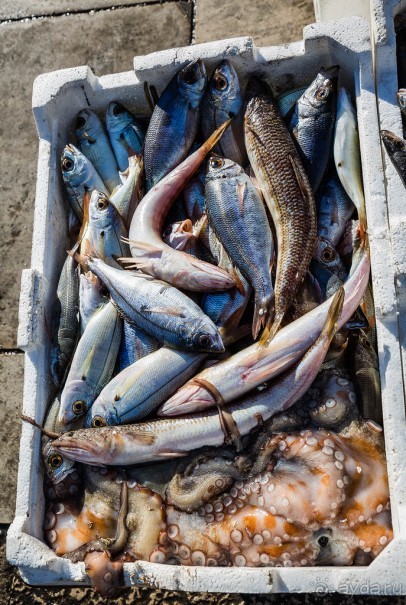 РЫБНЫЙ РЫНОК В ГАЛИПОЛИ