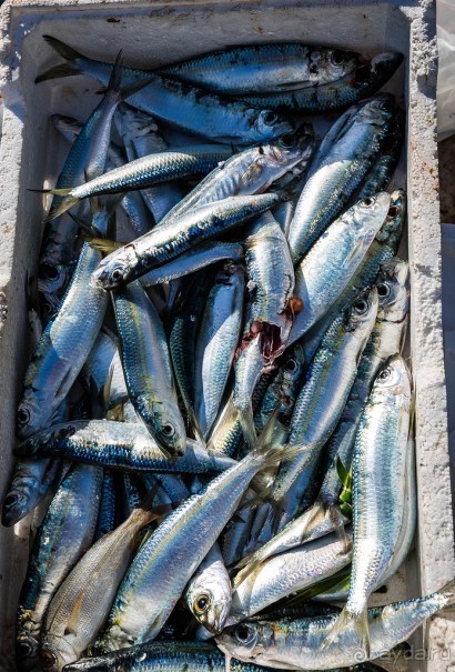 РЫБНЫЙ РЫНОК В ГАЛИПОЛИ