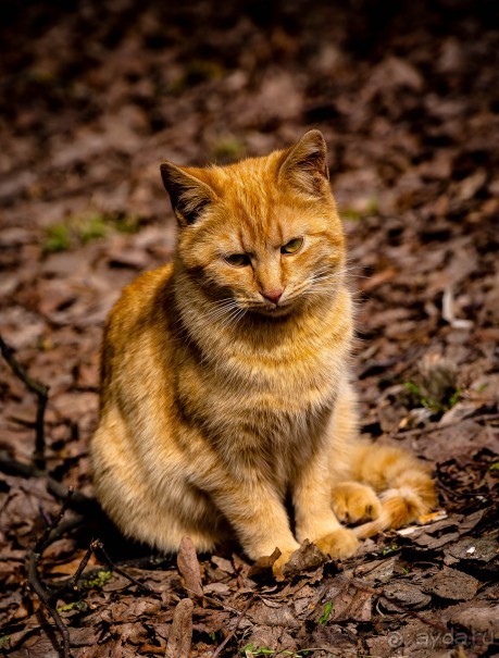 МОРОЗОВА ФЕОДОСИЯ ПРОКОПЬЕВНА И БОРОВСК