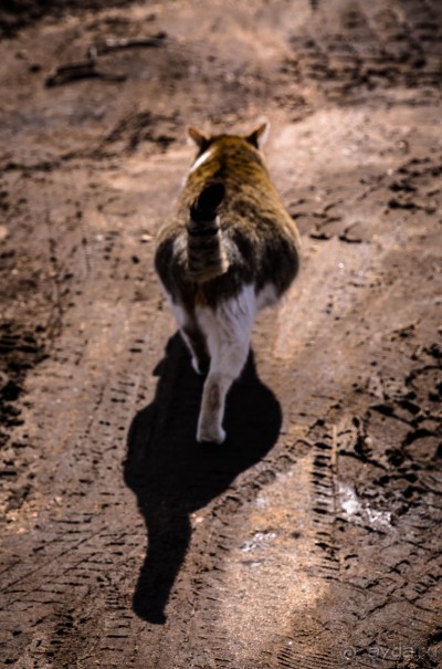 МОРОЗОВА ФЕОДОСИЯ ПРОКОПЬЕВНА И БОРОВСК