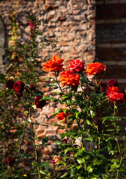 ПРОГУЛКА ПО МОСКВЕ С УТРА В КОНЦЕ СЕНТЯБРЯ и СНОВА КУСКОВО - ДЕНЬ СВАДЕБ