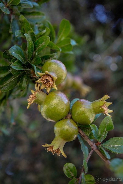 ЛЕЧЧЕ - ИЗБЫТОЧНАЯ РАДОСТЬ БАРОККО
