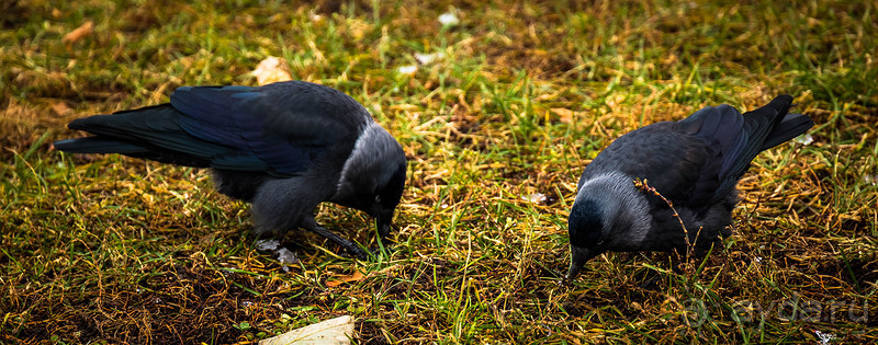 ВЛАДИМИР И ПОКРОВА НА НЕРЛИ ПОЗДНЕЙ ОСЕНЬЮ