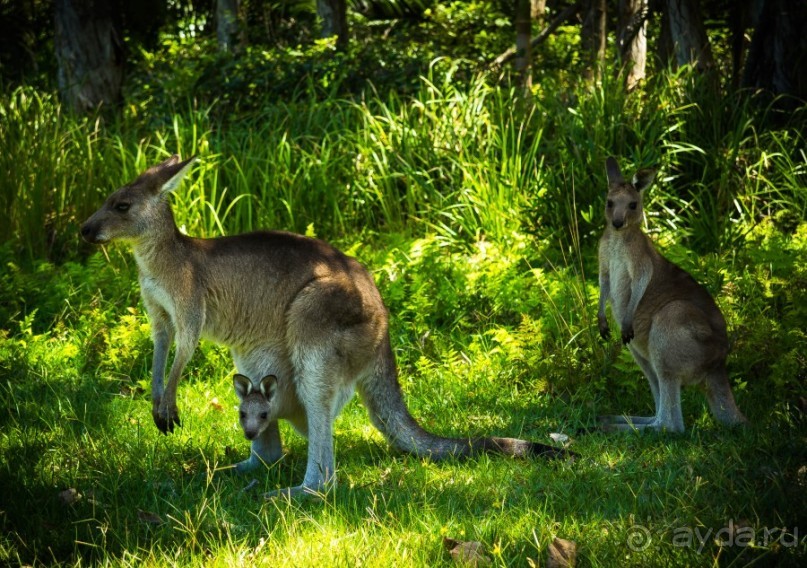 КЕНГУРУ - В ARAKOON NATIONAL PARK