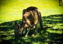 КЕНГУРУ - В ARAKOON NATIONAL PARK