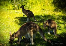 КЕНГУРУ - В ARAKOON NATIONAL PARK
