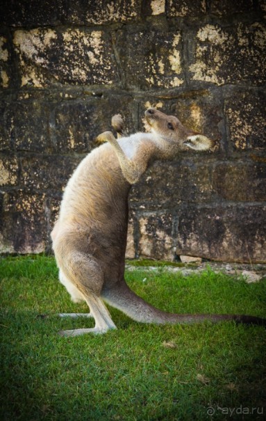 КЕНГУРУ - В ARAKOON NATIONAL PARK