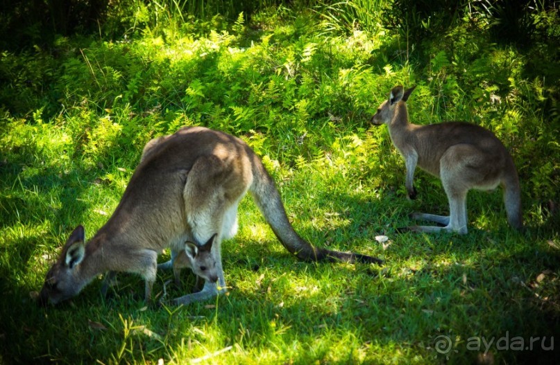 КЕНГУРУ - В ARAKOON NATIONAL PARK