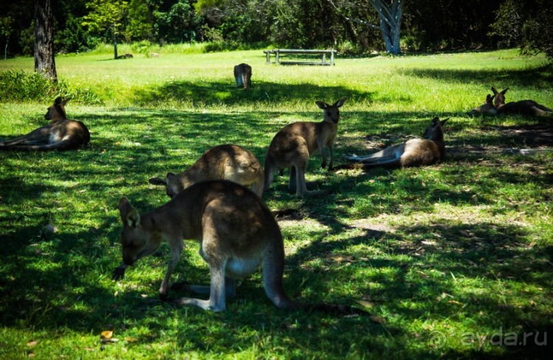 КЕНГУРУ - В ARAKOON NATIONAL PARK