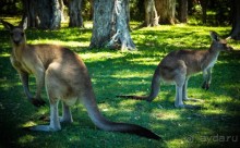 КЕНГУРУ - В ARAKOON NATIONAL PARK