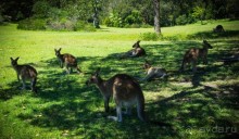 КЕНГУРУ - В ARAKOON NATIONAL PARK