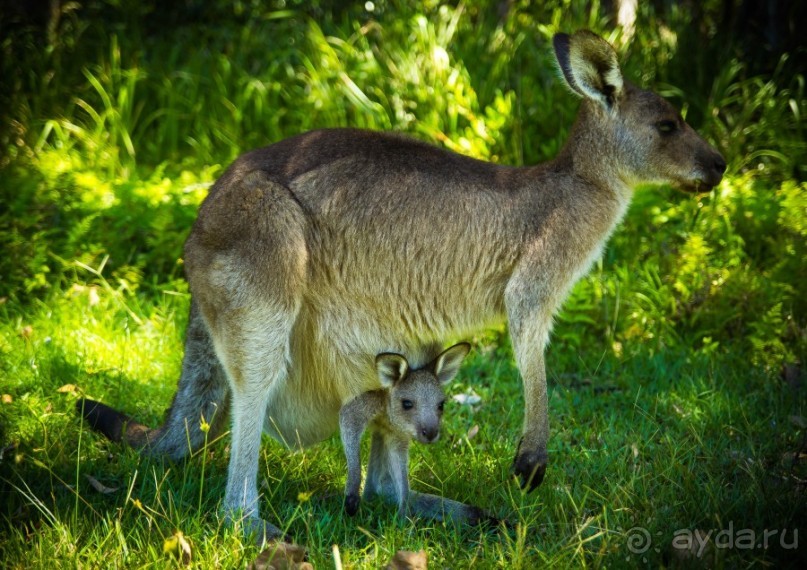 КЕНГУРУ - В ARAKOON NATIONAL PARK