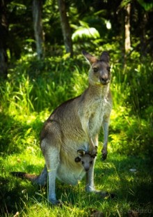 КЕНГУРУ - В ARAKOON NATIONAL PARK
