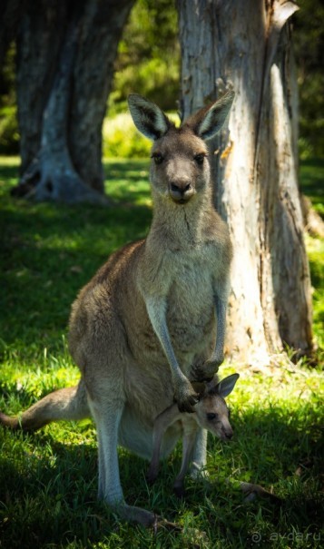 КЕНГУРУ - В ARAKOON NATIONAL PARK