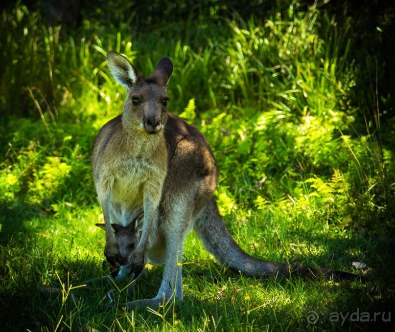 КЕНГУРУ - В ARAKOON NATIONAL PARK