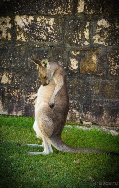 КЕНГУРУ - В ARAKOON NATIONAL PARK