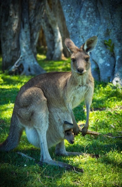 КЕНГУРУ - В ARAKOON NATIONAL PARK
