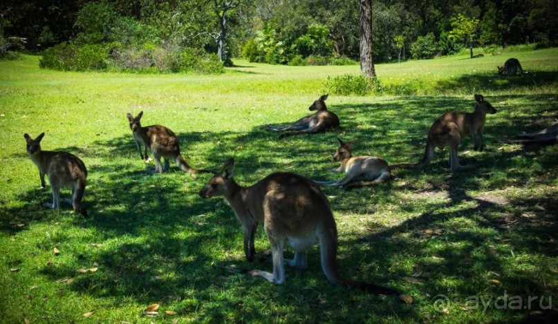 КЕНГУРУ - В ARAKOON NATIONAL PARK