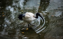 САД ПТИЦ В КУАЛА ЛУМПУРЕ. БАБОЧКИ И ГИБИСКУСЫ В КУАЛА ЛУМПУРЕ