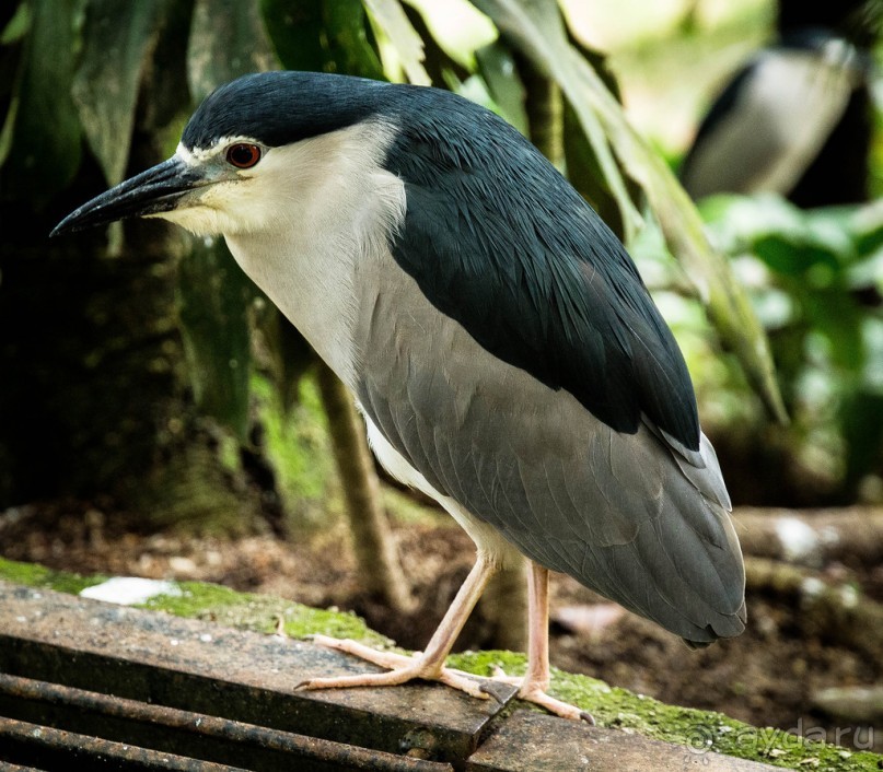 САД ПТИЦ В КУАЛА ЛУМПУРЕ. БАБОЧКИ И ГИБИСКУСЫ В КУАЛА ЛУМПУРЕ