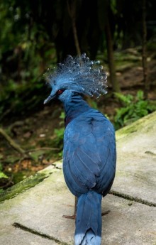 САД ПТИЦ В КУАЛА ЛУМПУРЕ. БАБОЧКИ И ГИБИСКУСЫ В КУАЛА ЛУМПУРЕ