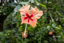 САД ПТИЦ В КУАЛА ЛУМПУРЕ. БАБОЧКИ И ГИБИСКУСЫ В КУАЛА ЛУМПУРЕ