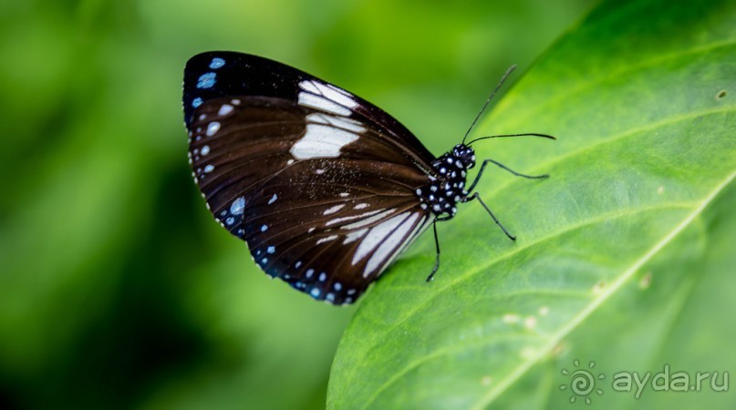 САД ПТИЦ В КУАЛА ЛУМПУРЕ. БАБОЧКИ И ГИБИСКУСЫ В КУАЛА ЛУМПУРЕ