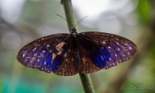 САД ПТИЦ В КУАЛА ЛУМПУРЕ. БАБОЧКИ И ГИБИСКУСЫ В КУАЛА ЛУМПУРЕ