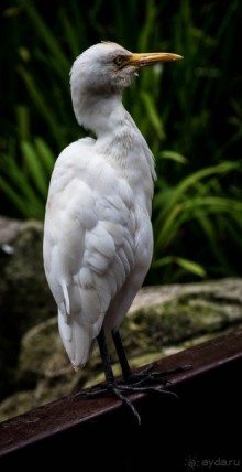 САД ПТИЦ В КУАЛА ЛУМПУРЕ. БАБОЧКИ И ГИБИСКУСЫ В КУАЛА ЛУМПУРЕ
