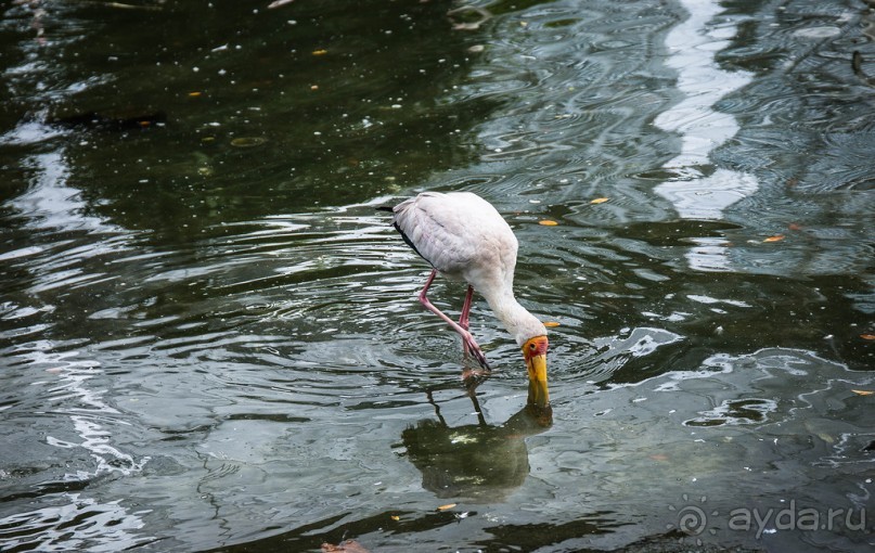 САД ПТИЦ В КУАЛА ЛУМПУРЕ. БАБОЧКИ И ГИБИСКУСЫ В КУАЛА ЛУМПУРЕ