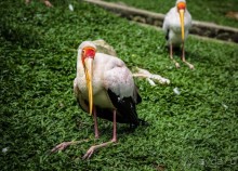 САД ПТИЦ В КУАЛА ЛУМПУРЕ. БАБОЧКИ И ГИБИСКУСЫ В КУАЛА ЛУМПУРЕ