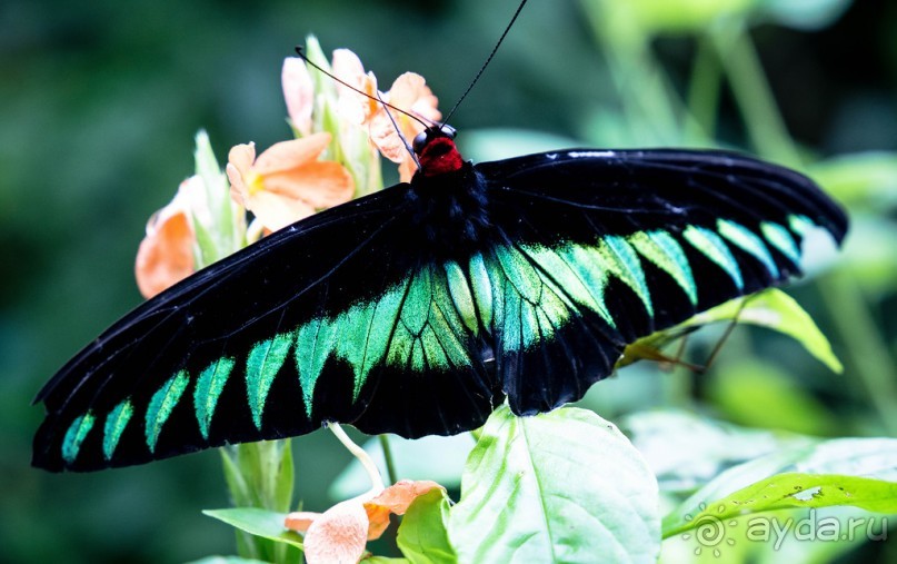 САД ПТИЦ В КУАЛА ЛУМПУРЕ. БАБОЧКИ И ГИБИСКУСЫ В КУАЛА ЛУМПУРЕ