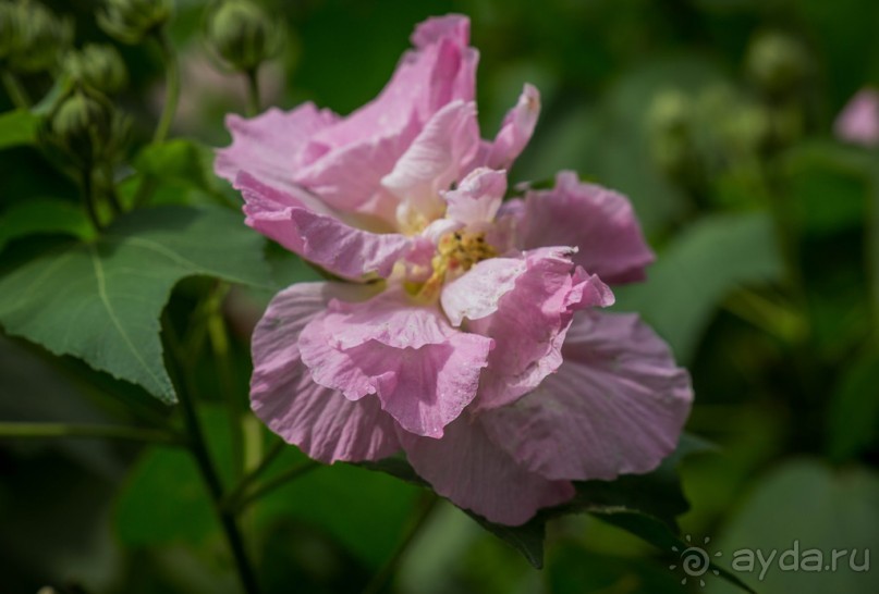 САД ПТИЦ В КУАЛА ЛУМПУРЕ. БАБОЧКИ И ГИБИСКУСЫ В КУАЛА ЛУМПУРЕ