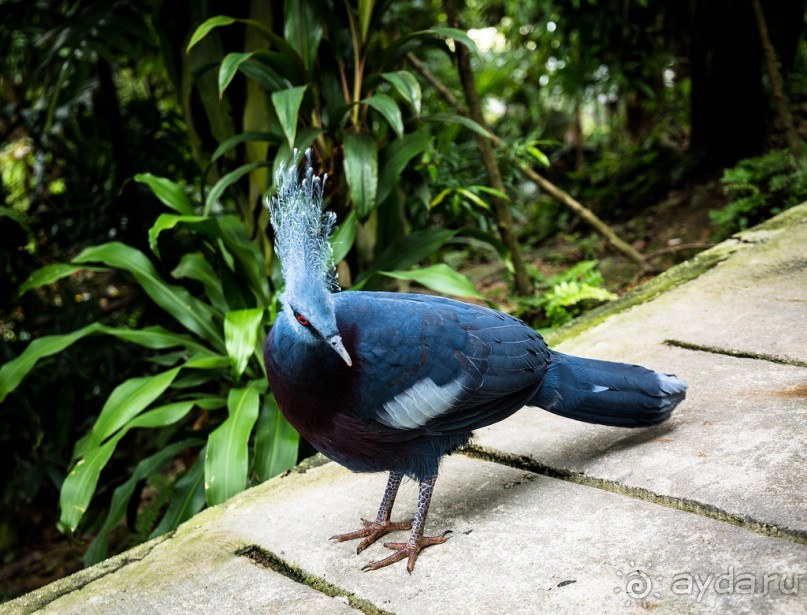 САД ПТИЦ В КУАЛА ЛУМПУРЕ. БАБОЧКИ И ГИБИСКУСЫ В КУАЛА ЛУМПУРЕ