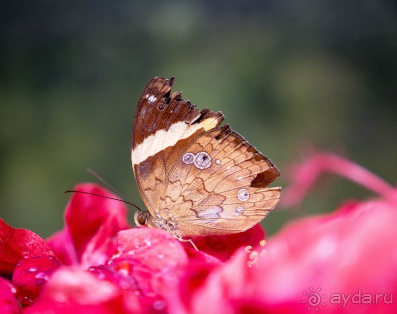 САД ПТИЦ В КУАЛА ЛУМПУРЕ. БАБОЧКИ И ГИБИСКУСЫ В КУАЛА ЛУМПУРЕ
